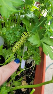 Optimistic Garden Catarpillar