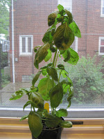 A picture of my basil plant on my windowsill