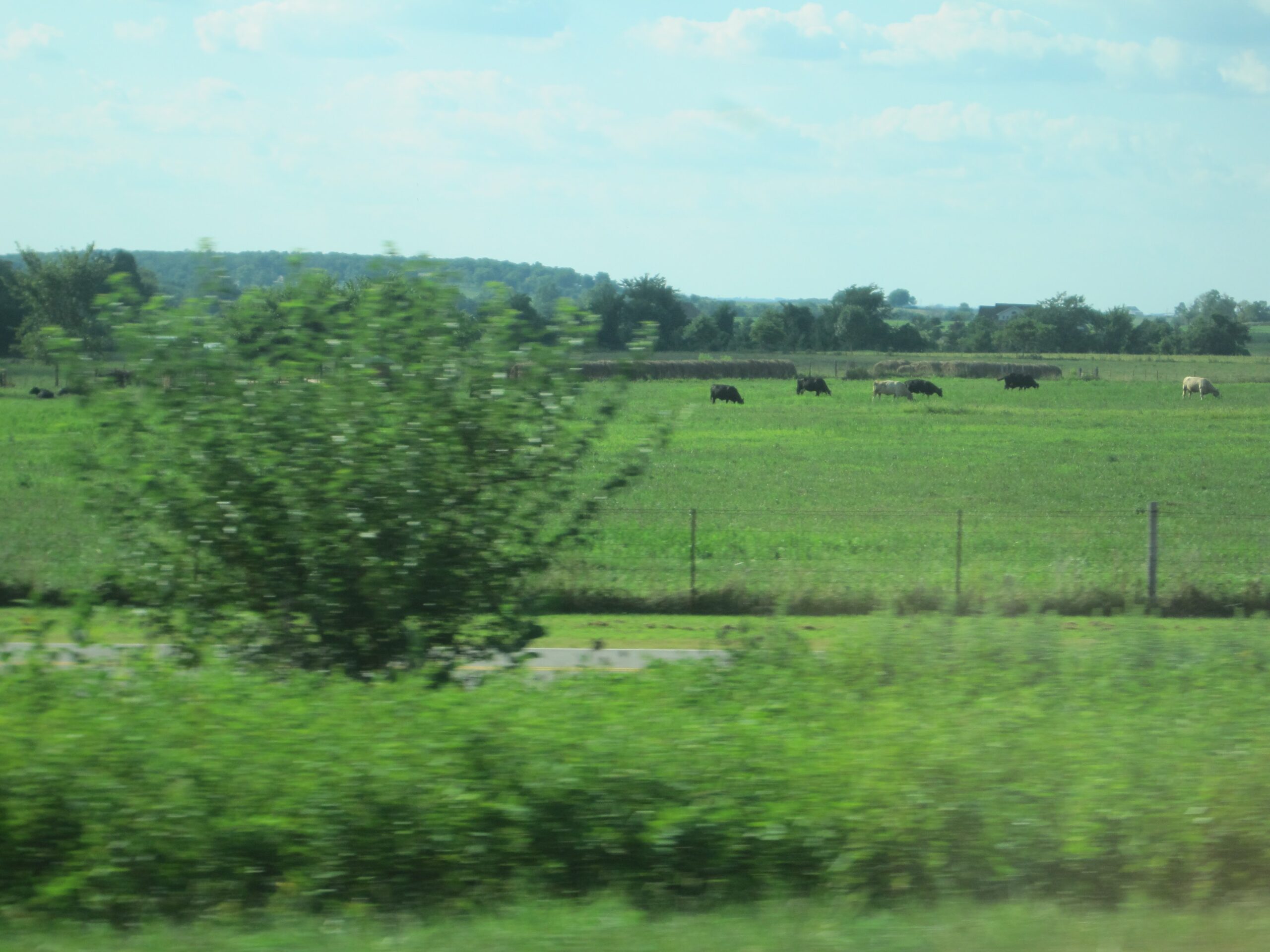 A picture of midwest dairy cows. This is where dairy feta would come from.