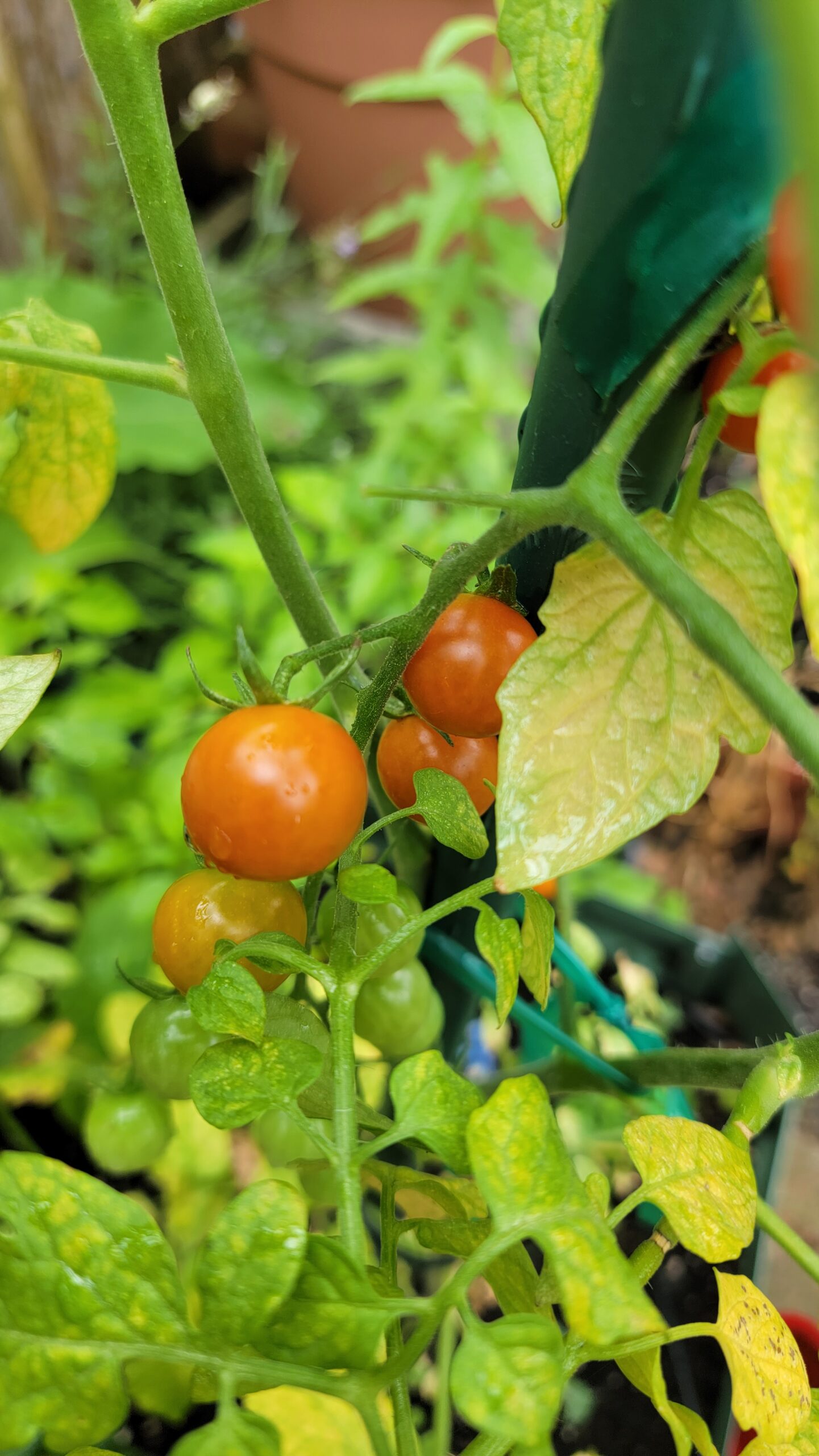 Optimistic Garden Tomatoes