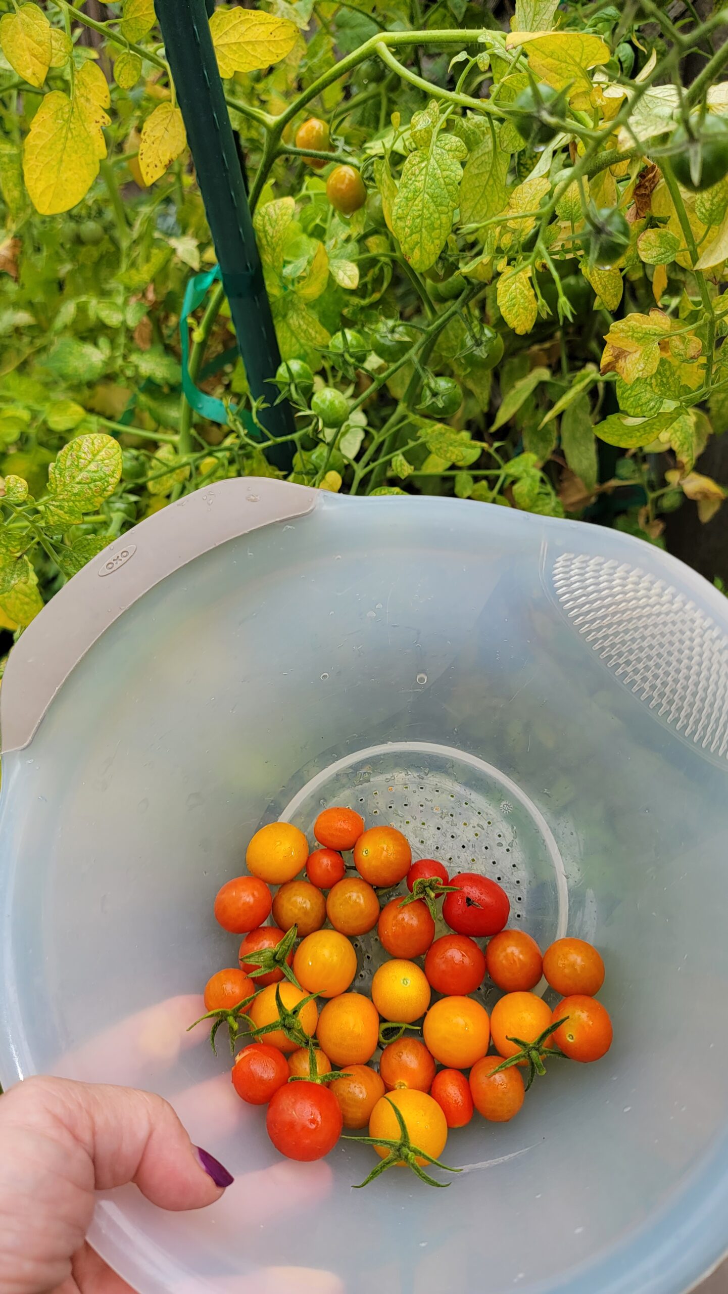 Optimistic Garden little tomatoes