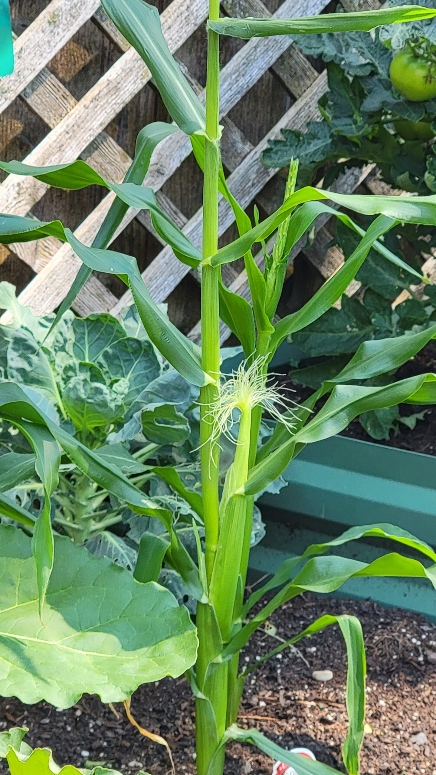 Optimistic Garden Midwest Corn