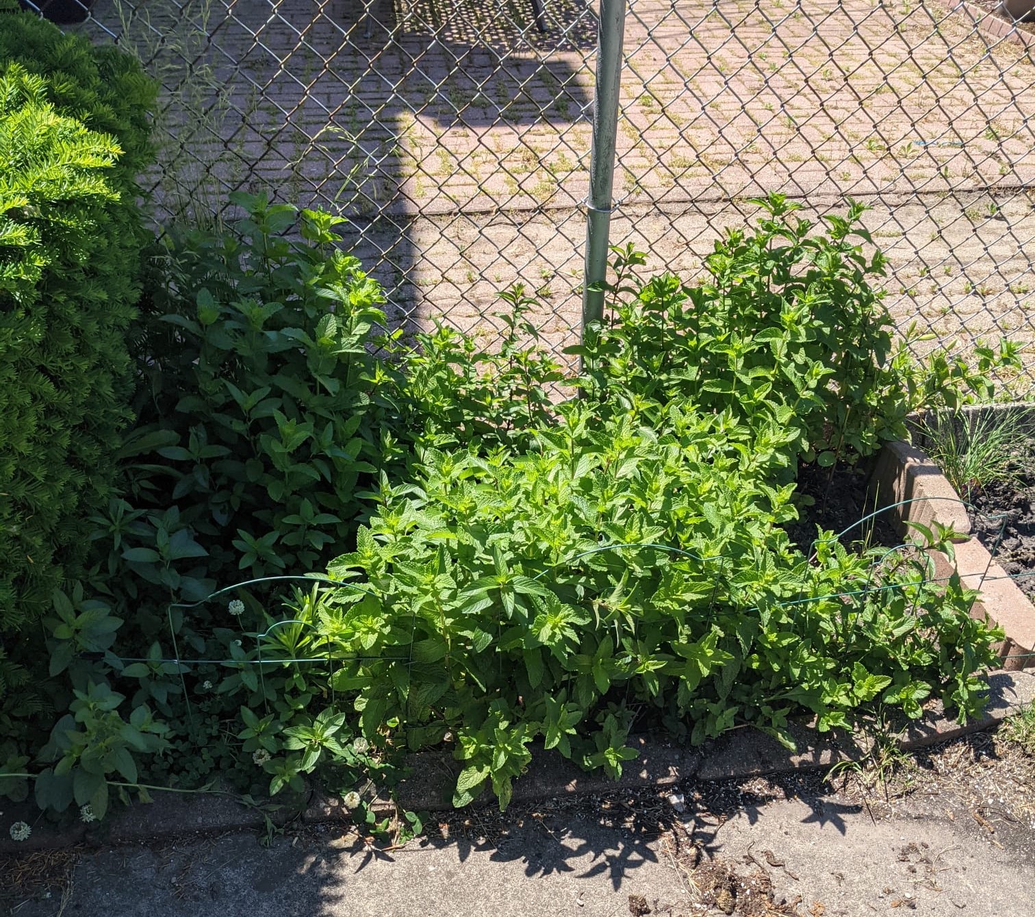 Lucy's crazy mint garden