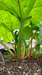 optimistic garden rhubarb