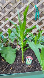 Optimistic Garden Corn