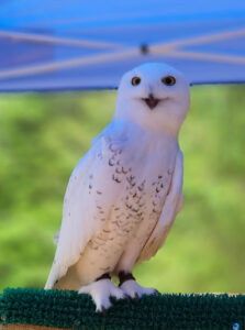 Hello, I'm a happy Snowy Owl at the Raptor Rescue Center in Sitka, Alaska