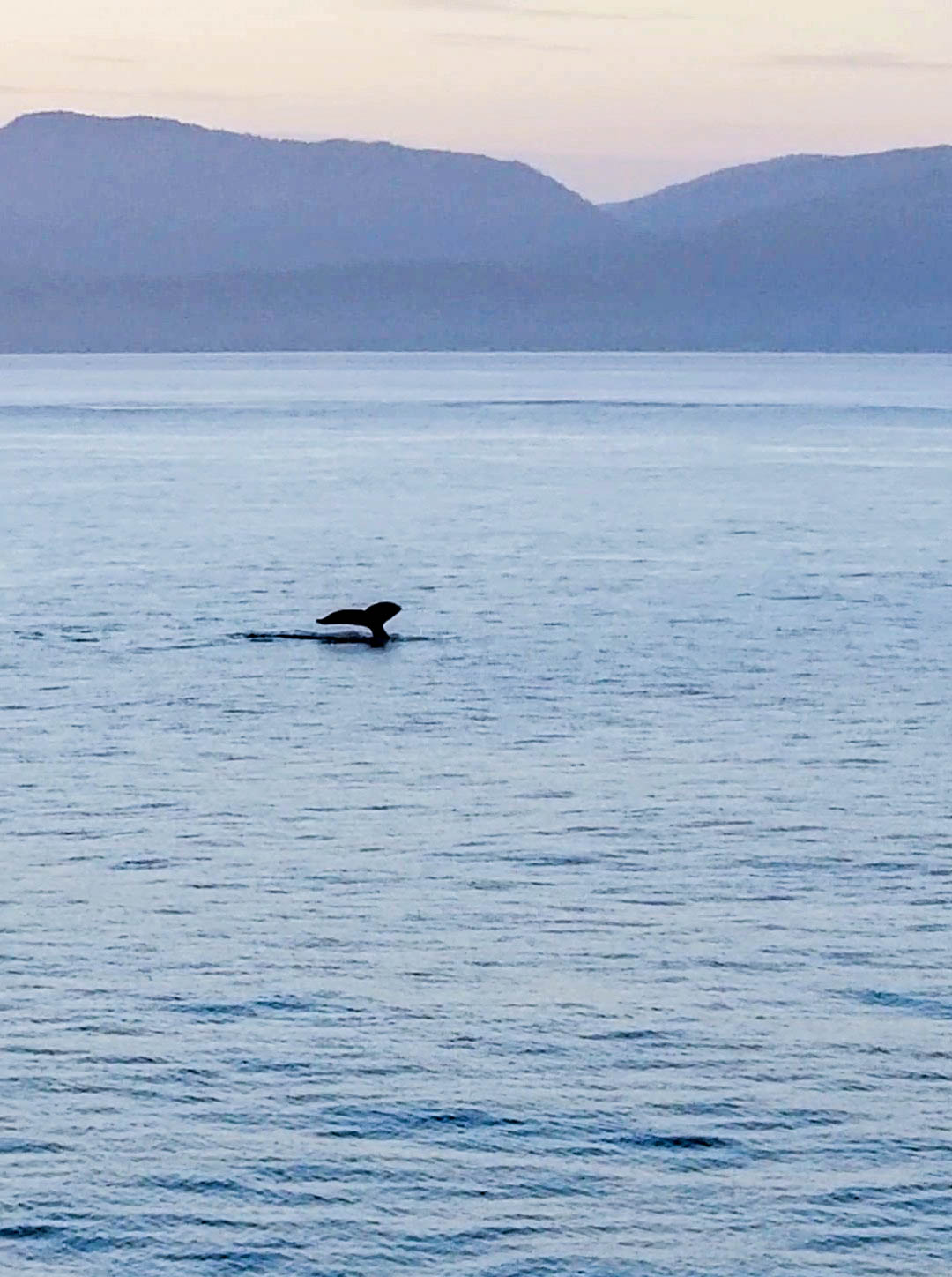 A whale tail from the ship in Alaska.