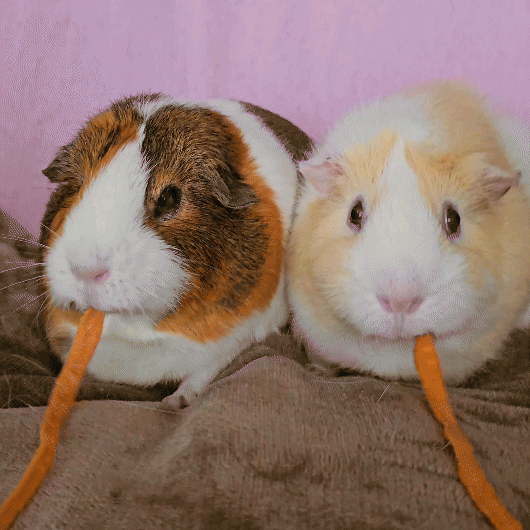 Patches and Jiggly Fun