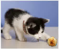 Cat Batting a Macaroon